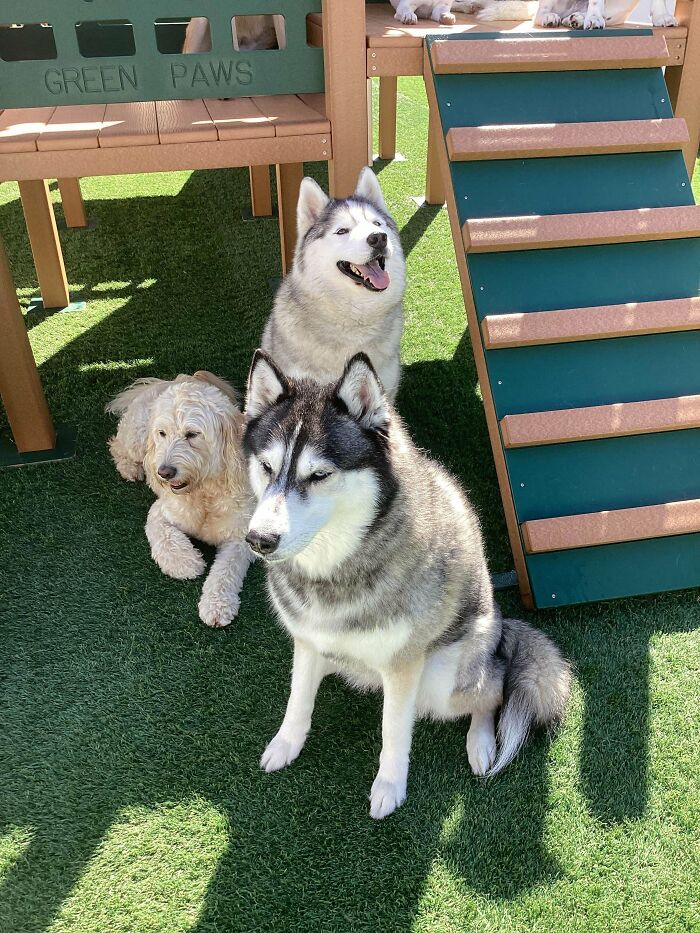 Three dogs relaxing on artificial grass under a wooden dog daycare play structure in a sunny outdoor setting.