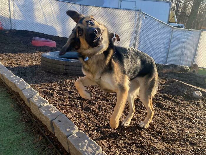 German Shepherd playing energetically outdoors at dog daycare, capturing joyful daycare moments of happy dogs.