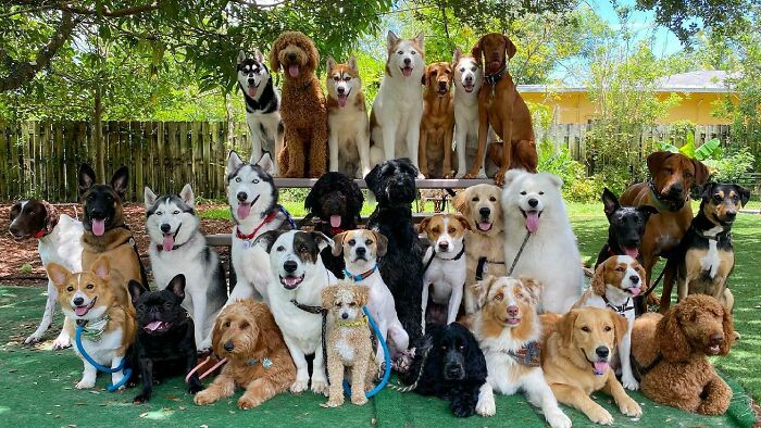 Group of happy dogs posing together outdoors, capturing the best daycare moments shared by dog owners.