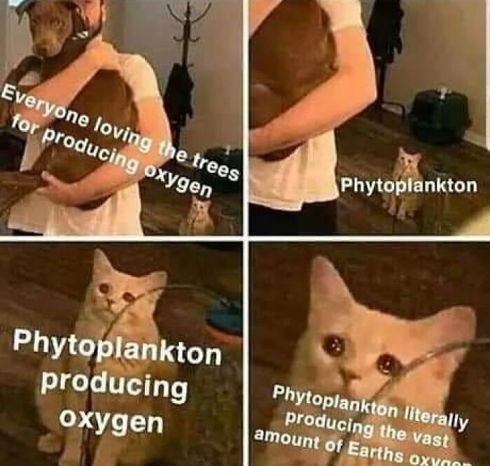 Cat memes showing irony about oxygen production, perfect for doctors or patients tired of it all humor.