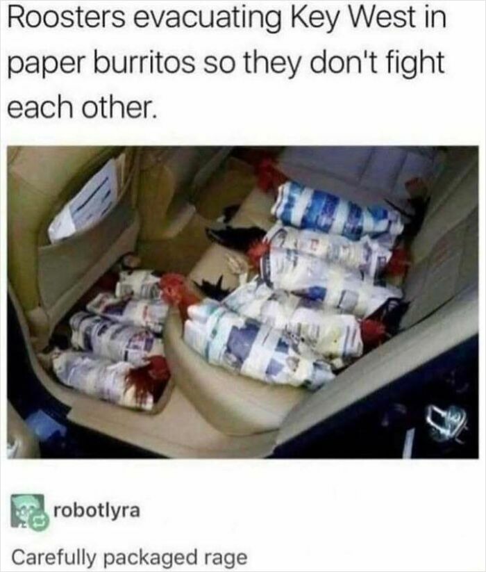 Several roosters wrapped in paper burritos in a car seat, illustrating hilarious Tumblr posts showing clever humor.