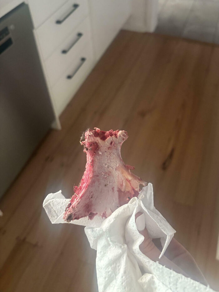 Partially eaten fruit core held with a napkin in a modern kitchen setting, unusual neighbor causing surprise.