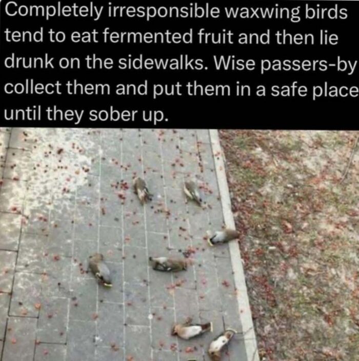 Waxwing birds eating fermented fruit and lying drunk on sidewalk in a natural behavior explained for the wild.