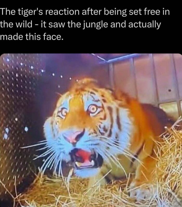 Tiger making a surprised face inside a cage, capturing a moment related to explaining the wild and animal reactions.