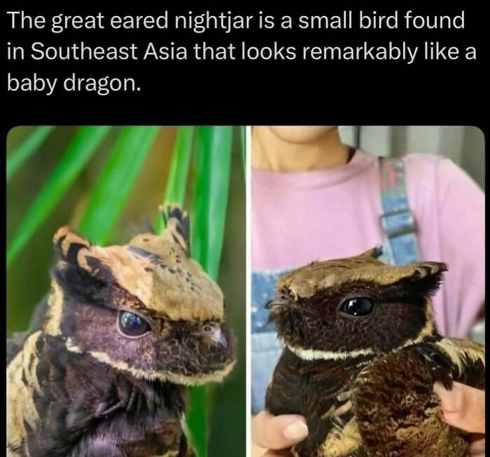 Great eared nightjar bird from Southeast Asia resembling a baby dragon featured in explaining the wild facts.