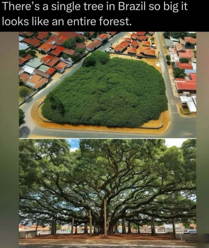 A huge single tree in Brazil resembling a forest, showing the scale and spread of its branches in a wild nature fact.