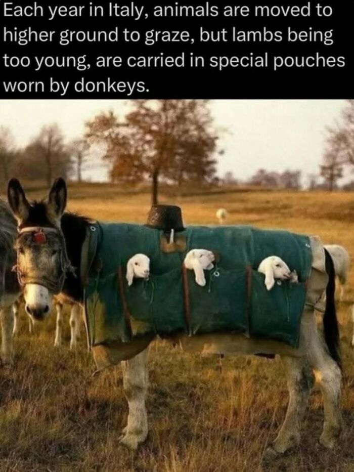 Donkey carrying lambs in special pouches to higher ground, illustrating unique animal behavior in the wild.