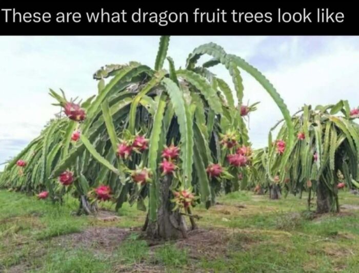Dragon fruit trees with long green stems and bright pink fruit in a field, illustrating facts about the wild world.