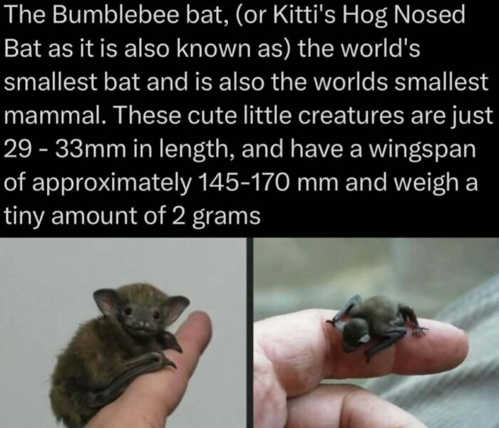 Two photos showing the tiny Bumblebee bat resting on a person's finger, a fact from explaining the wild.