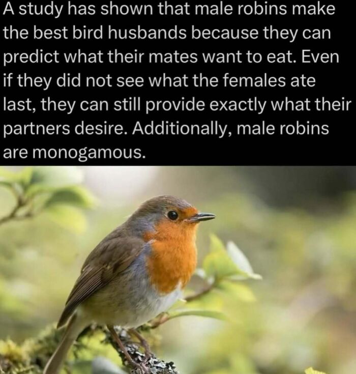 Male robin perched on branch, illustrating bird behavior facts for explaining the wild and understanding nature better.