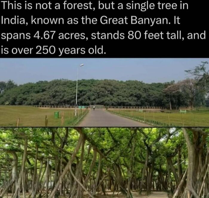 Great Banyan tree in India spanning 4.67 acres, standing 80 feet tall, featured in facts about the wild.