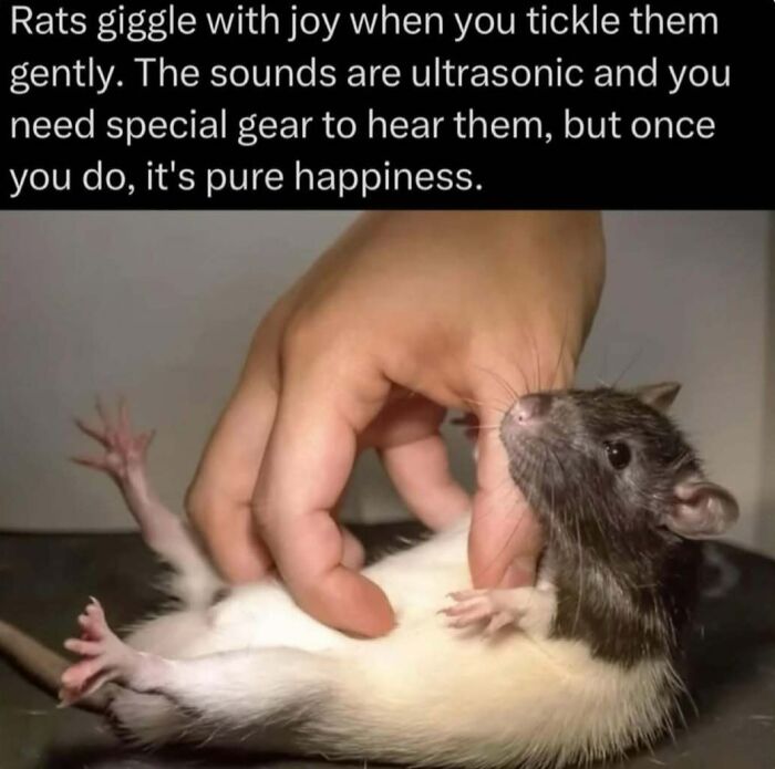 A hand gently tickling a joyful rat, illustrating fascinating animal behavior from explaining the wild facts and photos.