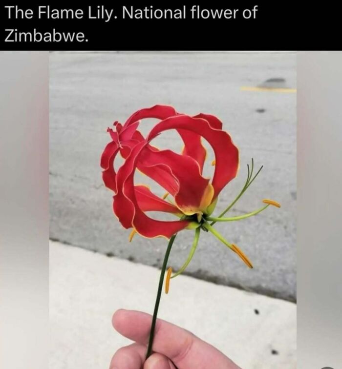 Close-up of a hand holding a vibrant red Flame Lily, a unique wildflower and national flower of Zimbabwe.