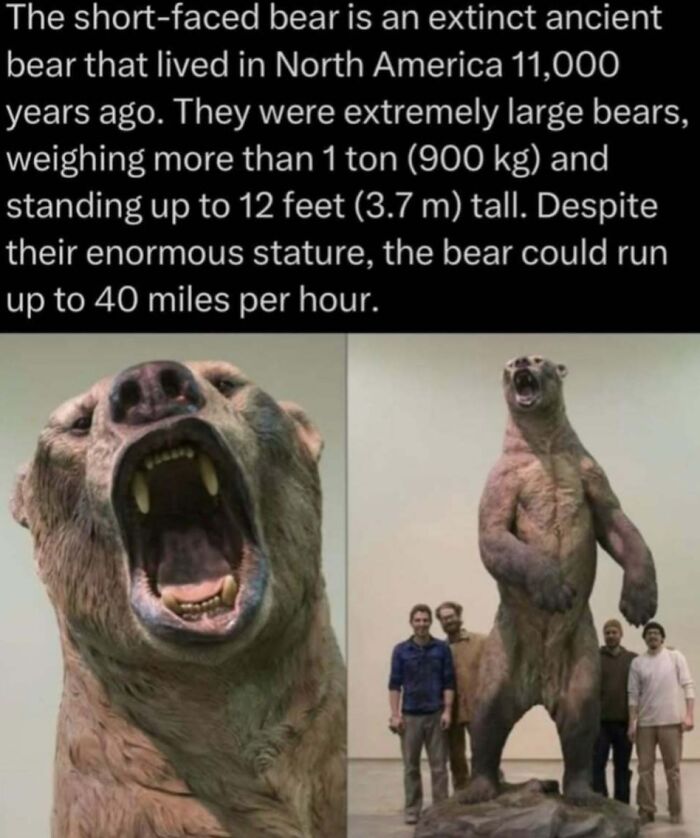 Short-faced bear model roaring and standing next to people, illustrating facts about this extinct giant in the wild.