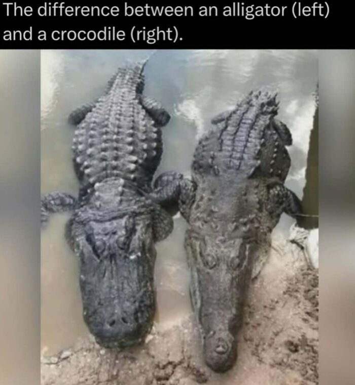 Comparison of an alligator on the left and a crocodile on the right showing differences in wild reptiles.