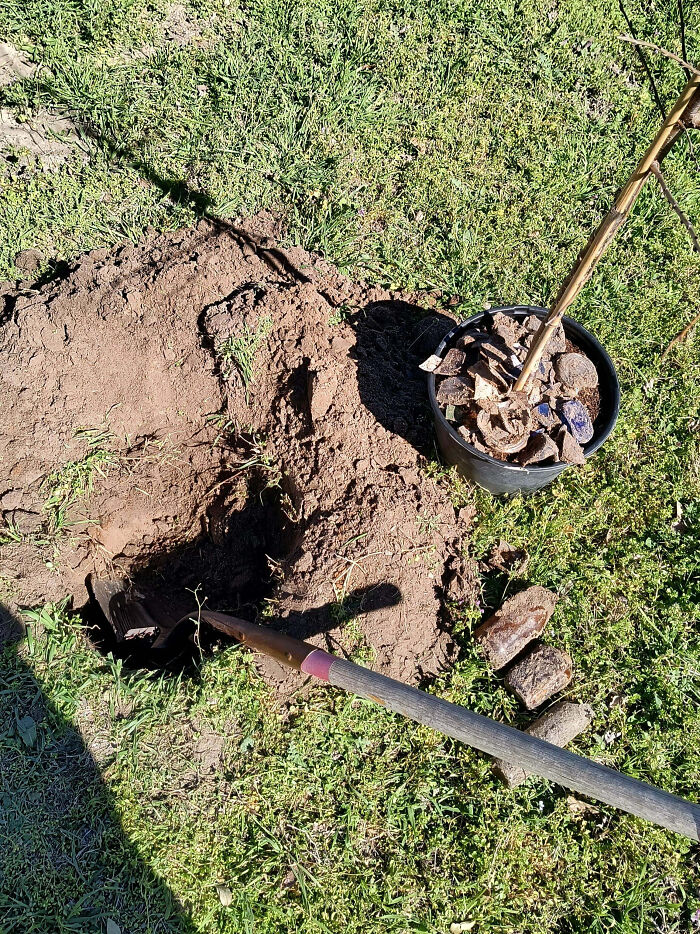Shovel and hole dug in yard next to a potted plant with rocks, illustrating home buying regrets in property care.