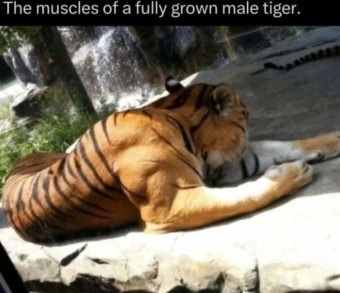 Muscular fully grown male tiger resting on a rock with waterfall and greenery in the background, wildlife fact visual.