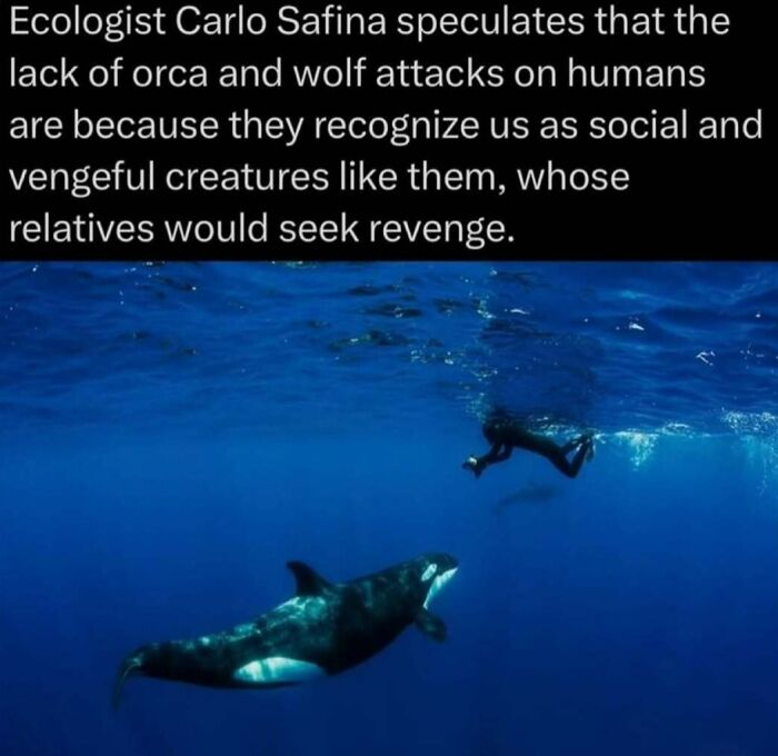 Orca swimming near a diver in the ocean, exploring wild animal behavior and social instincts in nature.