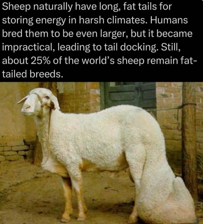 Fat-tailed sheep breed shown, illustrating natural energy storage adaptations in harsh climates from explaining the wild facts.