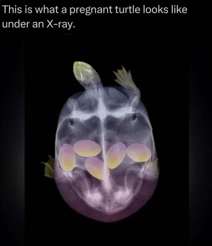 X-ray image of a pregnant turtle showing turtle eggs inside, illustrating interesting facts about the wild world.