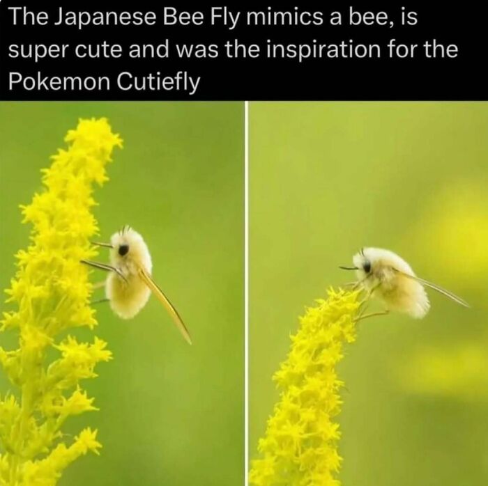 Japanese Bee Fly mimics a bee, shown on yellow flowers, illustrating fascinating facts about the wild nature and animal mimicry.