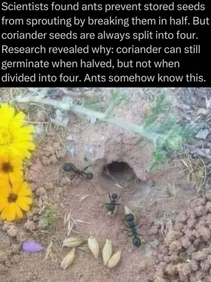Ants breaking seeds to prevent sprouting, showing natural behavior explained in facts about the wild world.
