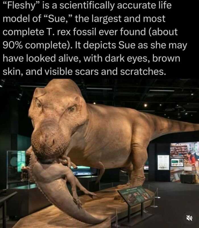 Life-like model of a T. rex named Sue with brown skin and visible scars shown in a museum exhibit explaining the wild.