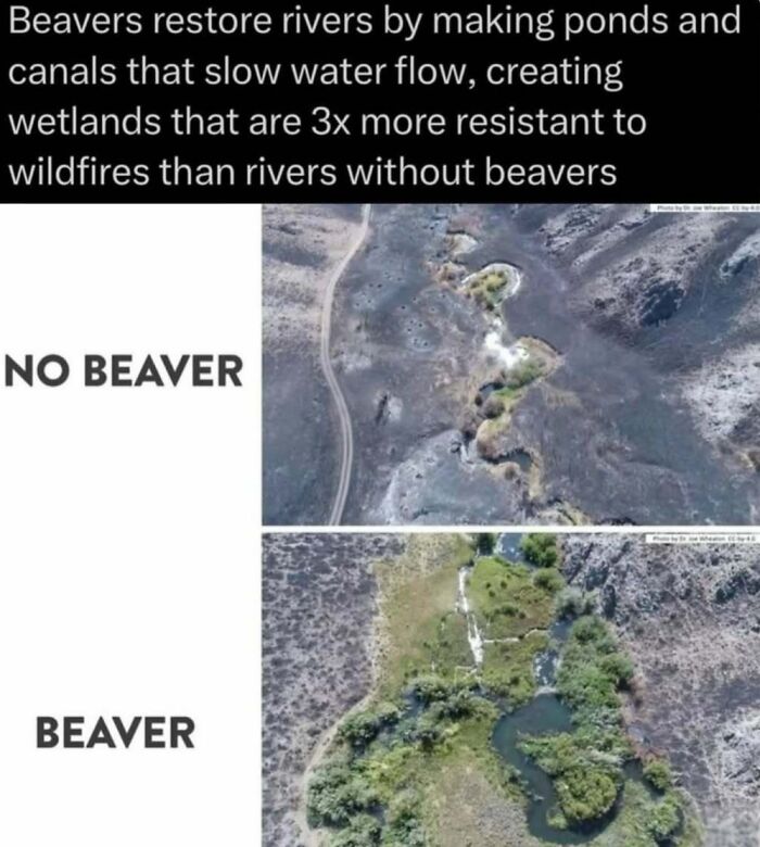 Aerial view showing rivers with and without beaver ponds that restore wetlands and resist wildfires in the wild.