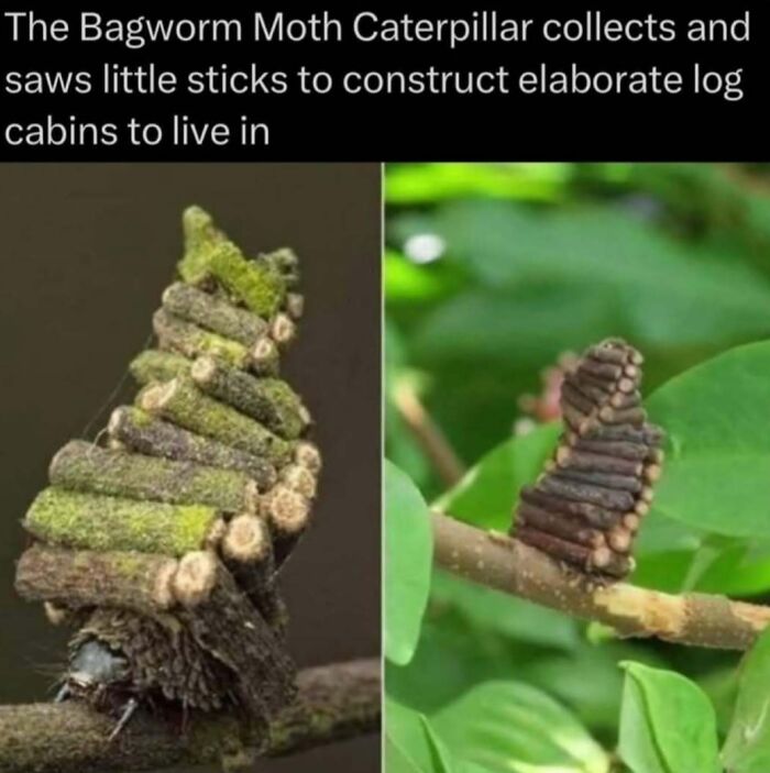 Bagworm moth caterpillar building elaborate log cabins from sticks in a natural setting explaining the wild facts.