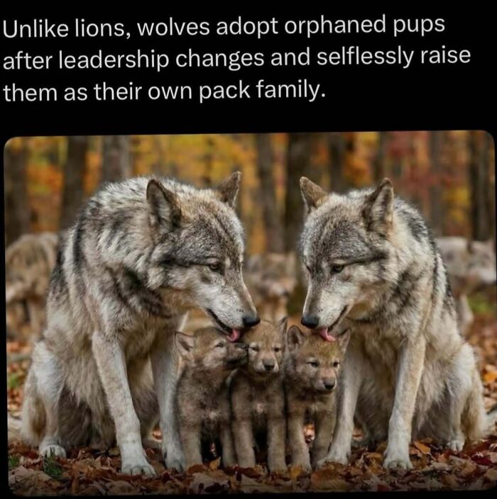 Wolves adopting and caring for orphaned pups in a pack family, showcasing wild animal behavior and social bonds.