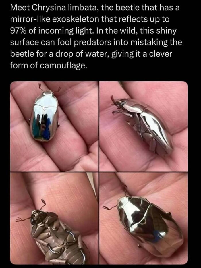 Chrysina limbata beetle with mirror-like exoskeleton reflecting light for camouflage in the wild and nature.