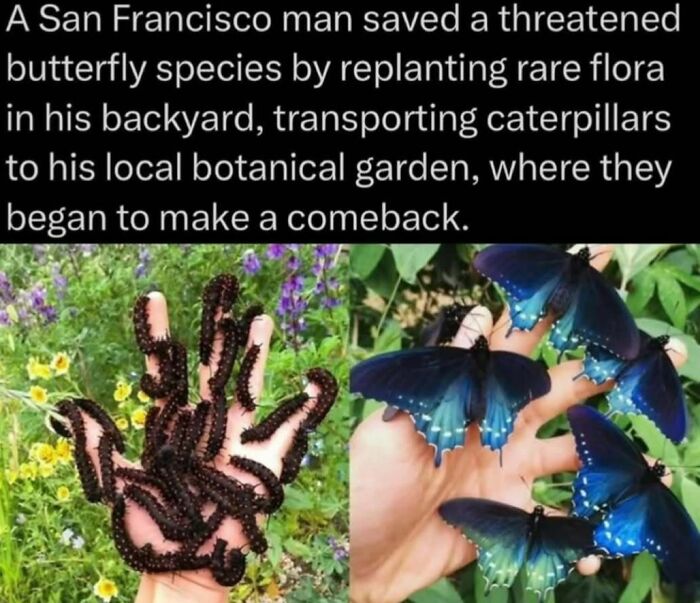 Man saving threatened butterfly species by replanting flora and transporting caterpillars in a wildlife conservation effort.