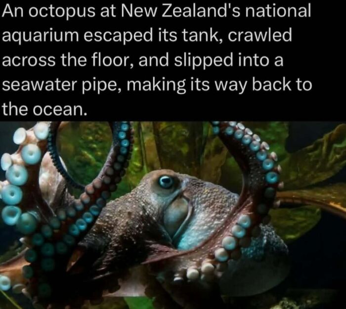 Octopus escaping aquarium tank in New Zealand, demonstrating clever behavior in the wild environment.