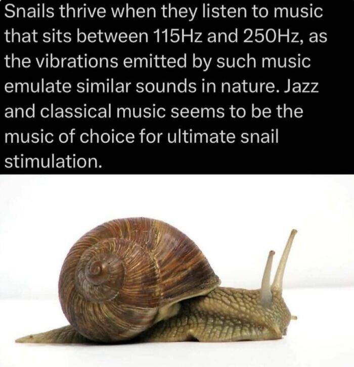 Close-up of a snail with a shell, illustrating facts about nature and animal behavior related to music stimulation in the wild.