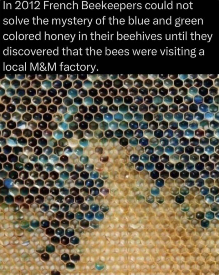 Close-up of honeycomb with unusual blue and green honey caused by bees visiting an M&M factory in a wild nature fact.