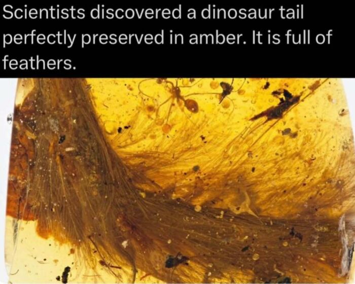 Dinosaur tail preserved in amber with feathers, showcasing a fascinating fact about nature and the wild world.