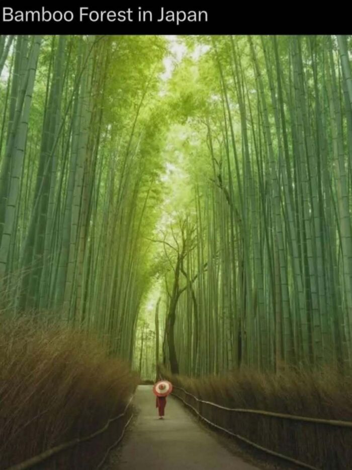Person walking through tall bamboo forest in Japan, showcasing unique nature and wild environment facts and photos.