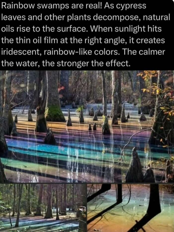 Rainbow swamps with iridescent colors caused by natural oils on the water surface in a serene forest setting.