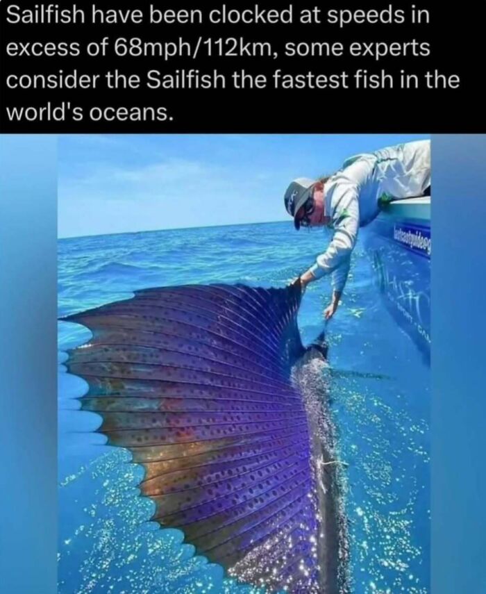 Person on a boat touching a sailfish fin in the ocean, showcasing facts about the fastest fish in the wild.