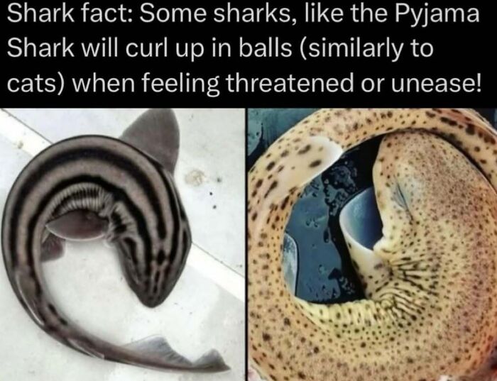 Two photos showing Pyjama Sharks curled in balls, illustrating a wild fact about shark behavior in the natural world.