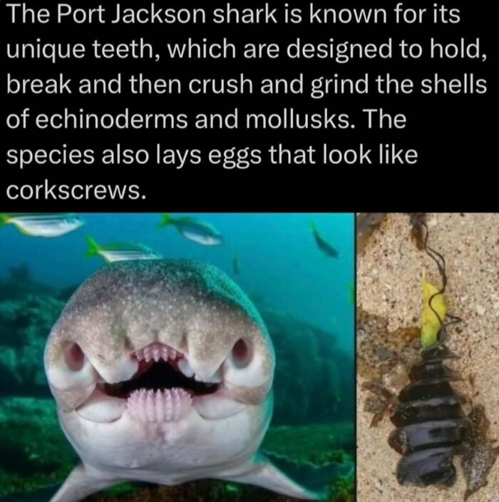 Port Jackson shark showing unique teeth for crushing shells and corkscrew-shaped eggs on sandy ocean floor.