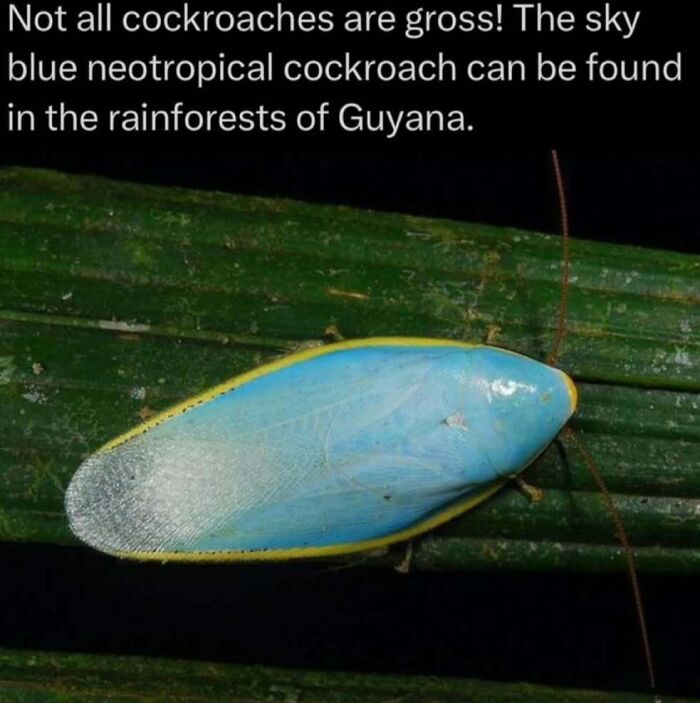 Sky blue neotropical cockroach on a green leaf in the rainforests of Guyana, showcasing wildlife facts about the wild.