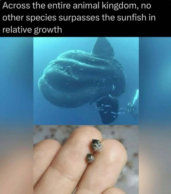 Sunfish underwater showing impressive growth compared to tiny juvenile fish on human fingers, highlighting wildlife facts.