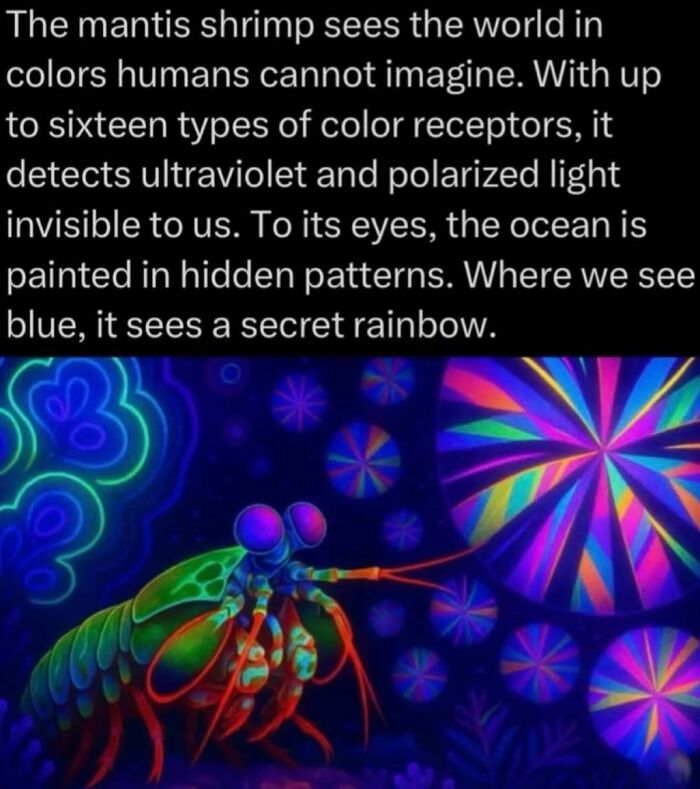 Mantis shrimp vision with 16 color receptors sees ultraviolet and polarized light, revealing hidden ocean patterns in the wild.