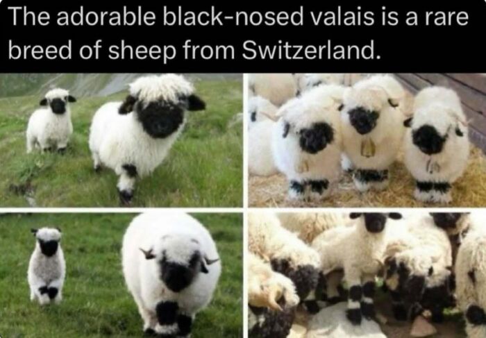 Rare black-nosed Valais sheep from Switzerland shown in various natural and farm settings, highlighting unique wildlife facts.