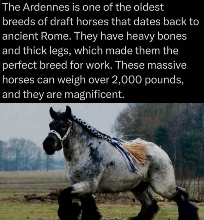 Ardennes draft horse with heavy bones and thick legs, weighing over 2,000 pounds in a natural outdoor setting.