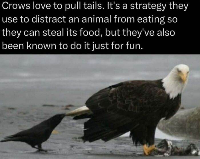 Crow pulling eagle tail to distract it and steal food, illustrating wild animal behavior in nature facts and photos.