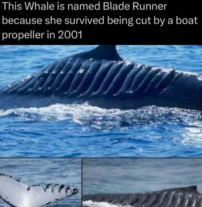 Whale named Blade Runner with deep scars from surviving a boat propeller injury, showcasing wild animal resilience.