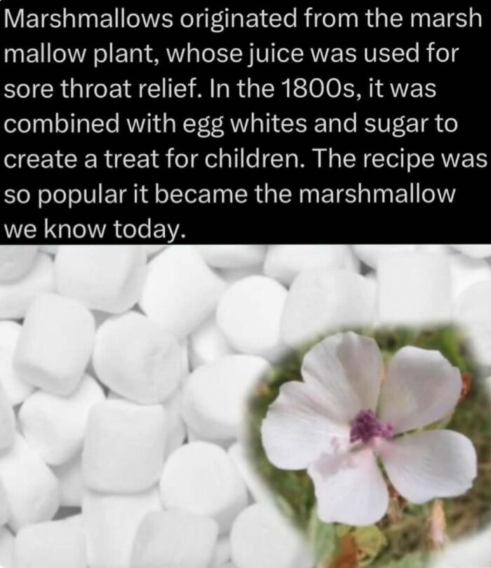Marshmallows originated from the marshmallow plant, used historically for throat relief and children's treats in the wild.