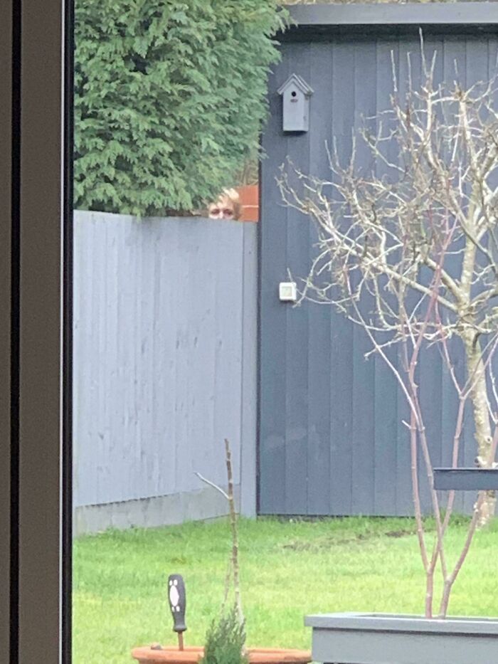 Person partially hidden behind fence in yard, a weird and unexplainable image that may linger in your brain longer